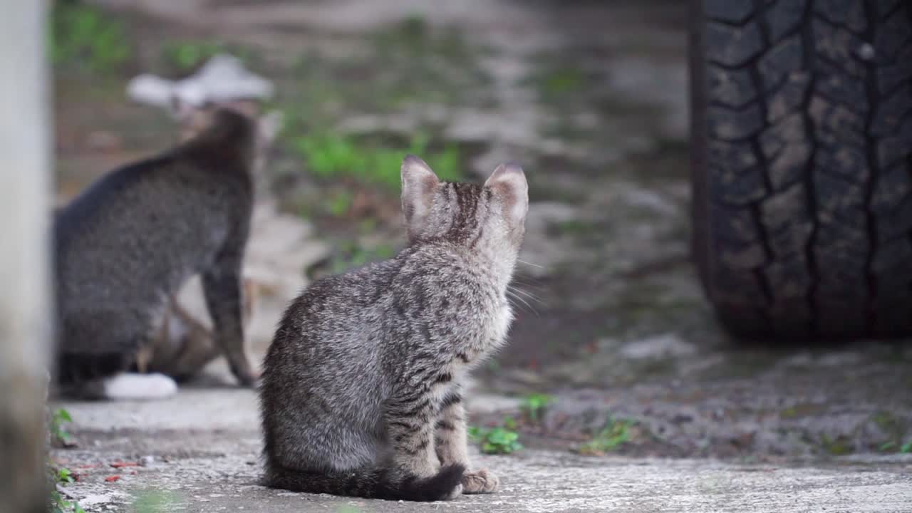 un gatito estaba sentado en el garaje con dos gatitos jugando detrás de él