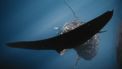 vertical rearview closeup of tail fin from whale shark reflecting in surface, slow motion