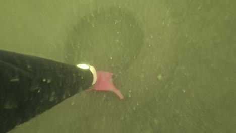 underwater pollution: scuba diver lifting car tire in murky, dirty water