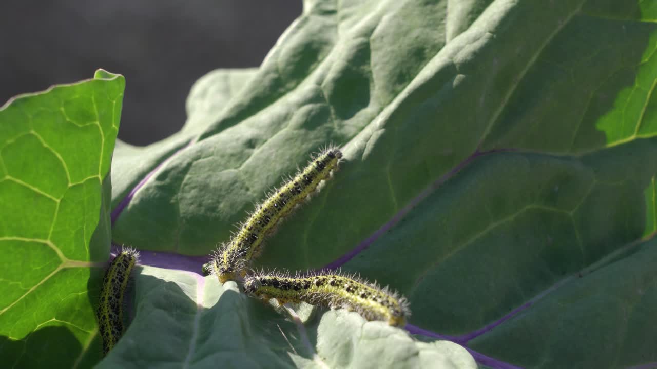 고추 잎에 있는 애벌레
