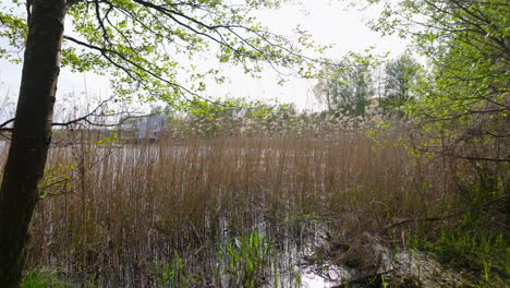 tall reeds stand by the edge of a body of water, with a background of trees and a partially cloudy sky