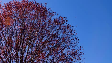 red leaves trickle down slowly from an autumn tree