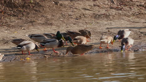 ducks feeding at the shore of a lake