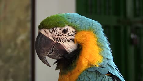 detail of a blue and yellow macaw parrot in cartagena, colombia