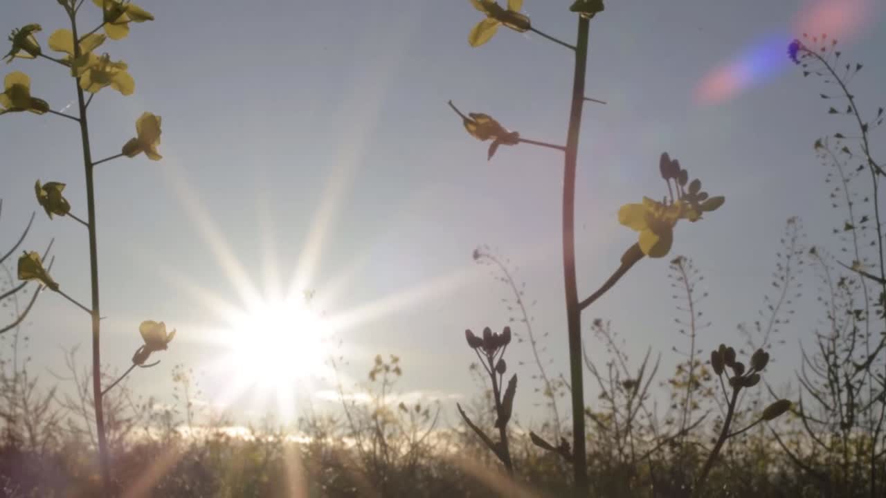 Landscape of rapeseed crop field with sunshine medium tilting shot