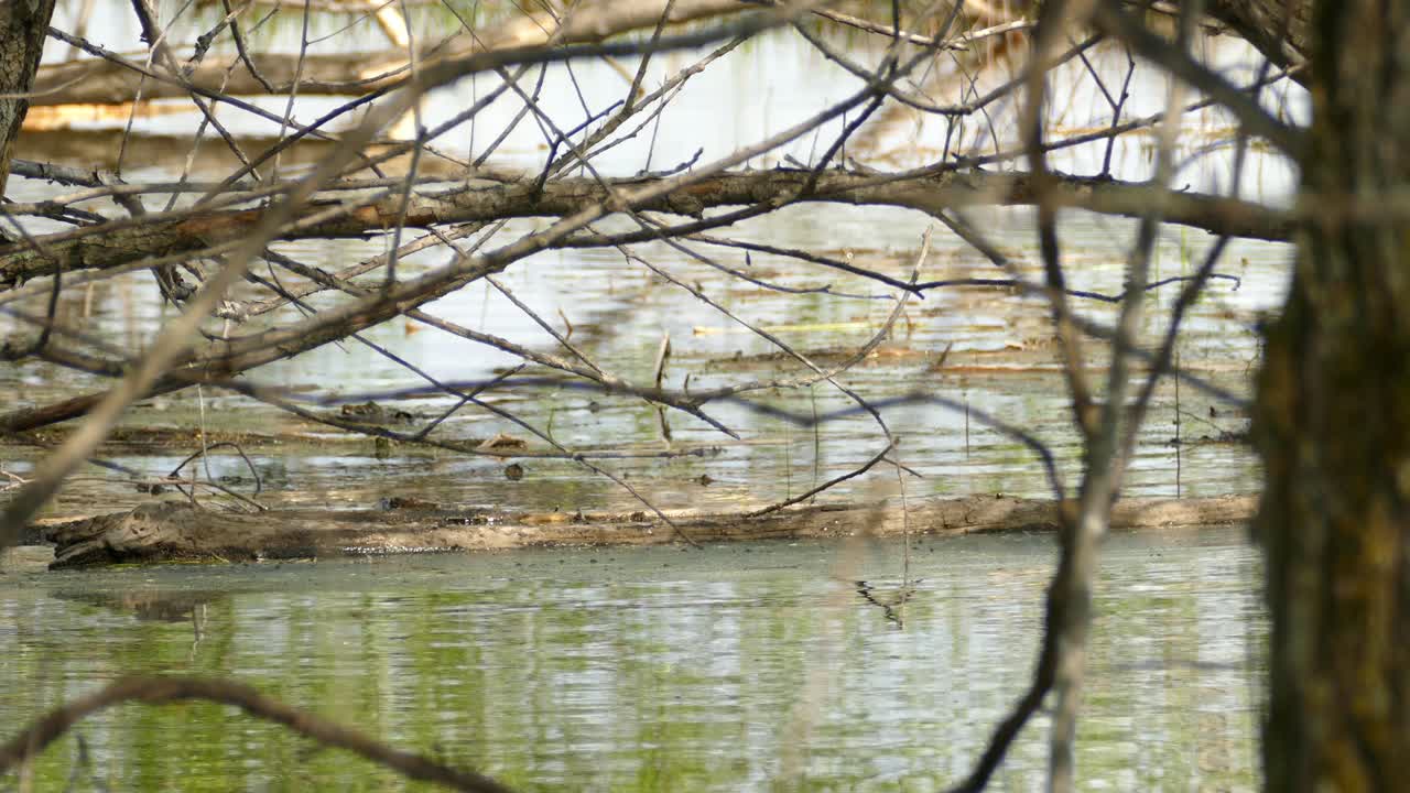 비버 새끼는 댐 지역에서 트렁크에 걸어