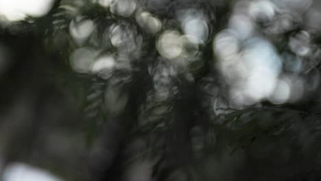 la silueta oscura de las ramas perennes se desvanece hasta el fondo desenfocado