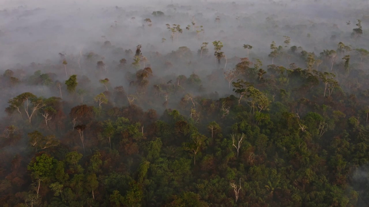 Aerial view of smoke covering the southern Amazon rainforest during active wildfires, highlighting the environmental impacts of forest fires in Brazil.
