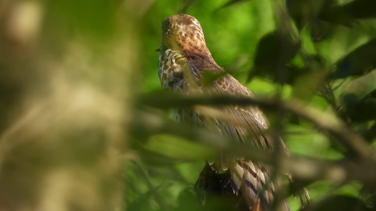 halcón en el árbol uhd mp4 4k video