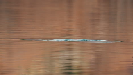 new zealand scaup duck dives to look for food under the water