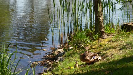 duck by the pond