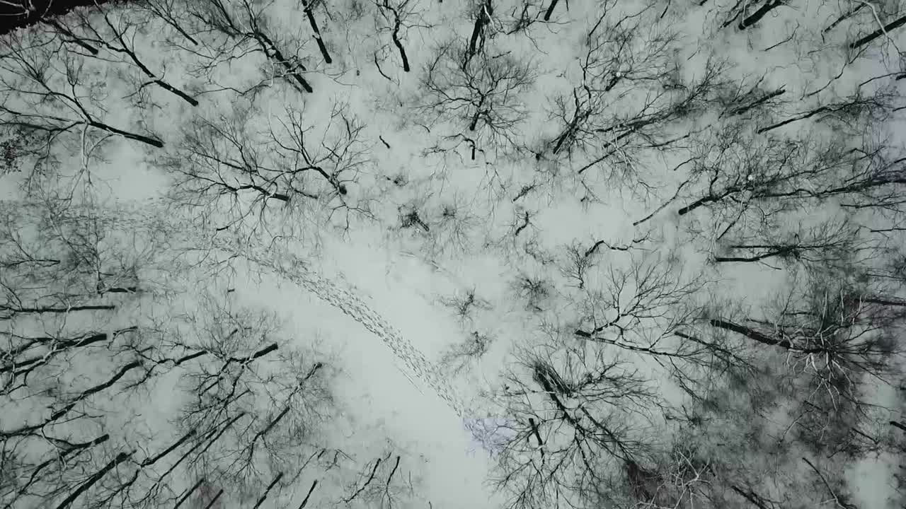 Riprese con drone di alberi