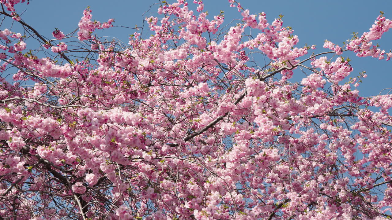 Mellomskudd av kirsebærblomsttrær i Sverige.