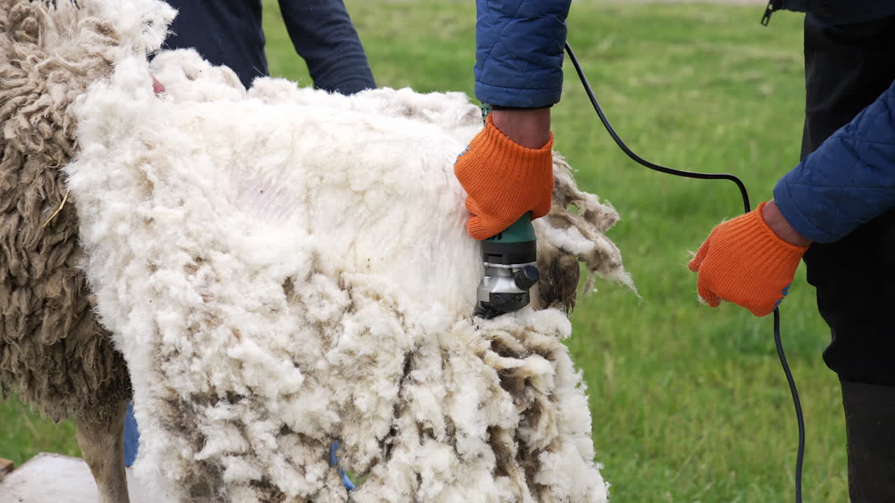 Natural process of shearing white sheep. Farmer cutting soft wool of a sheep with a professional electric clipper. Close-up.