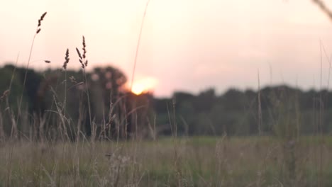 Kroatischer-Bewölkter-Sonnenuntergang-Zwischen-Hohem-Gras