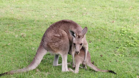 mother kangaroo caring for her joey in grass.