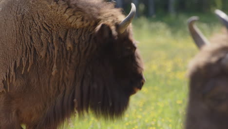 el bisonte europeo sacude la cabeza para deshacerse de las moscas, el rack se centra en la cabeza de otro bisonte