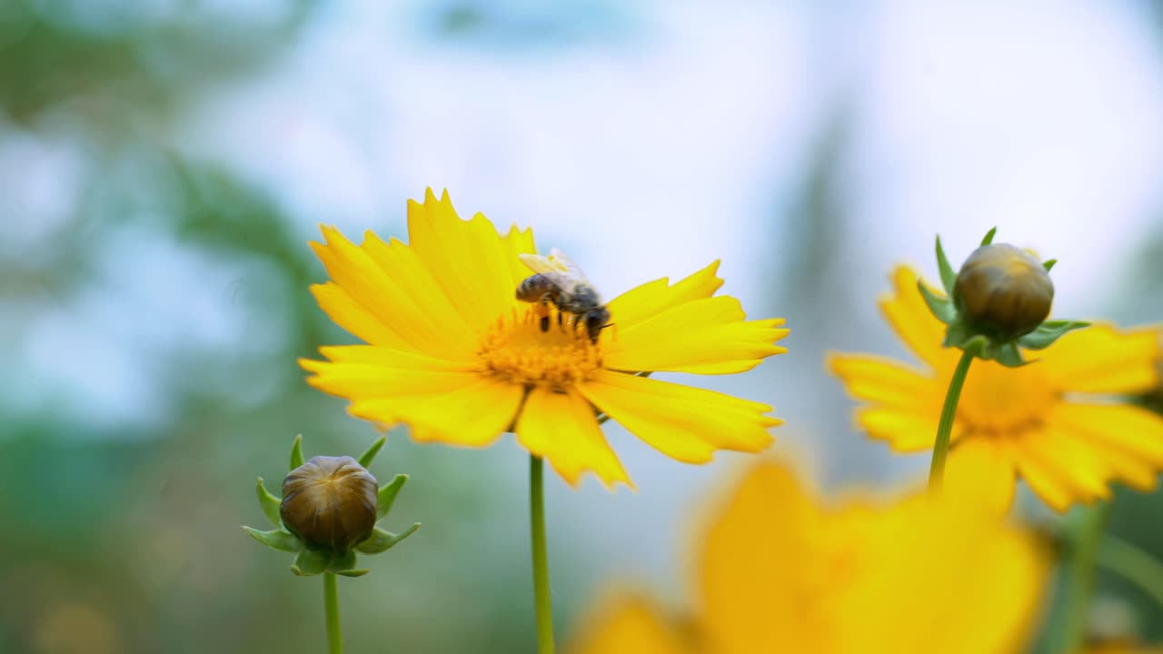 Bee collects nectar in yellow flowers in summer herb garden. Flower with insect