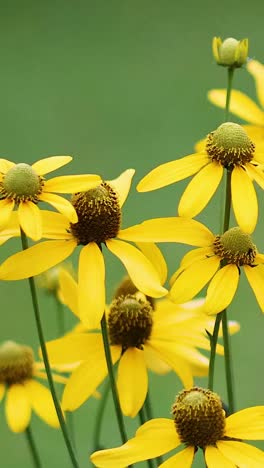 las flores amarillas vibrantes se balancean suavemente en la brisa