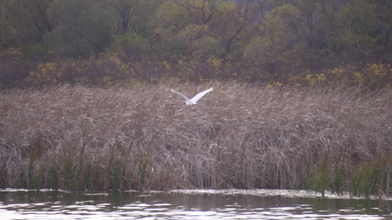 A beautiful Great Egret standing in the grass then flying over the calm lake - close up pan