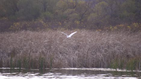 a beautiful great egret standing in the grass then flying over the calm lake - close up pan