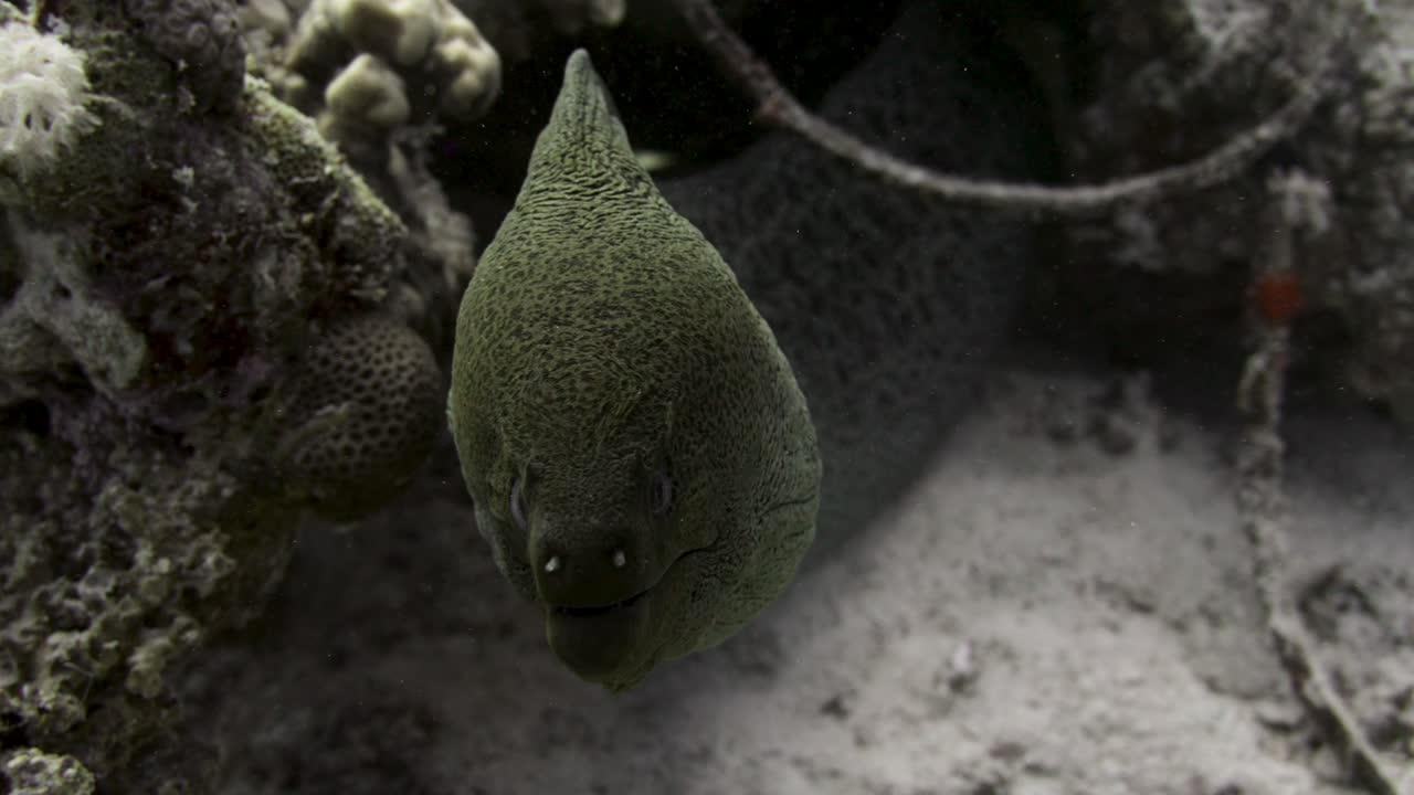Close up frontal shot of a giant moray opening and closing it's mouth in 4k