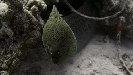 close up frontal shot of a giant moray opening and closing it's mouth in 4k