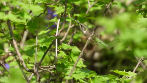 Schwebender-Kolibri,-Der-Aus-Mit-Nektar-Gefüllten-Weißen-Blüten-Trinkt,-Stellula-Calliope