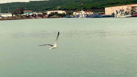 the slow-motion glide of a seagull over the water surface with small shops in the background, captured during the daytime in a bay area atmosphere