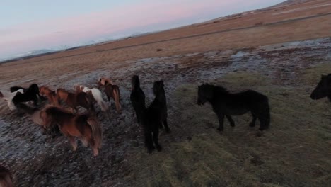 Manada-De-Caballos-Islandeses-De-Pie-Pacíficamente-En-El-Campo-De-Montaña-En-Islandia