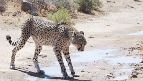 Skinny-Cheetah-Walking-On-The-Muddy-Ground-With-Puddles-At-Summer