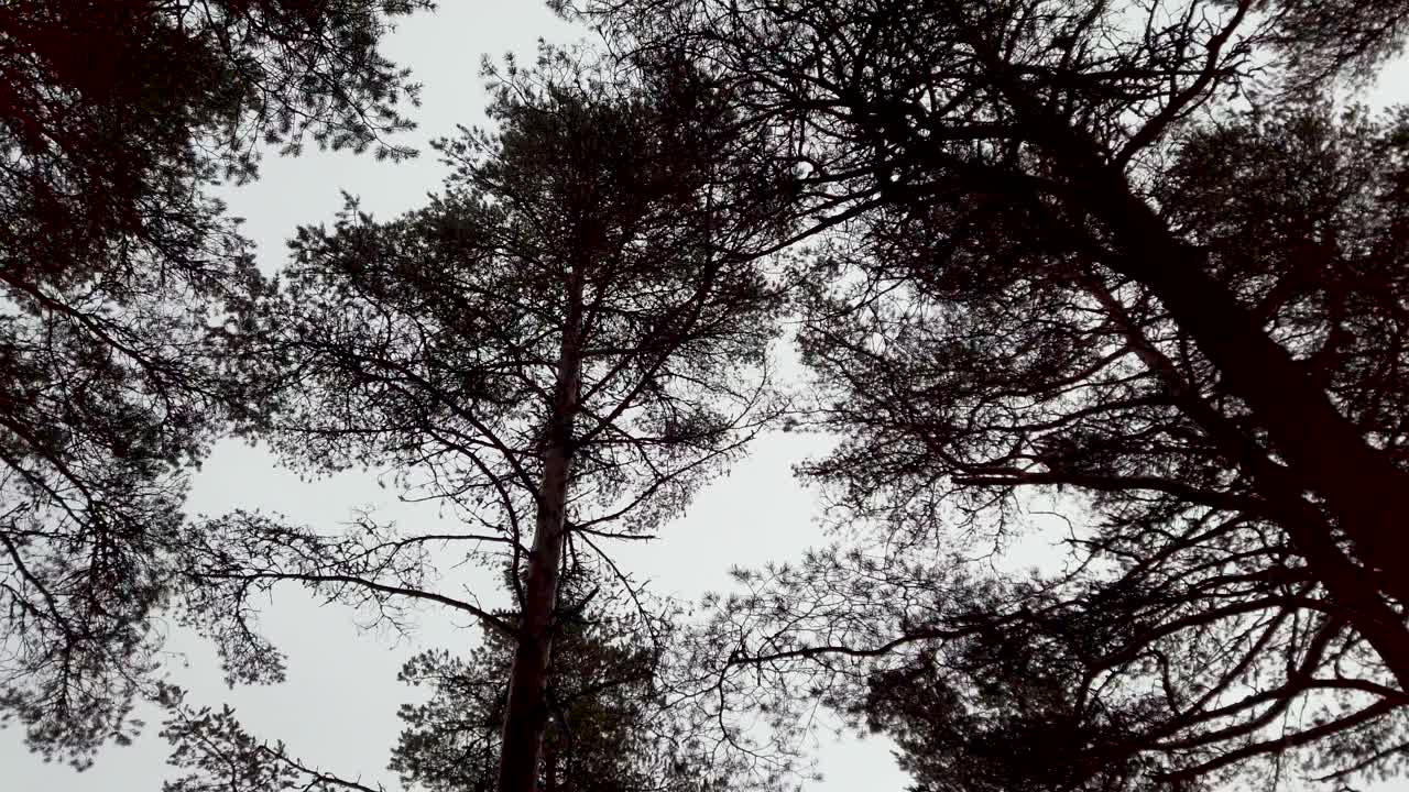 Walking and looking up at pine trees against cloudy sky
