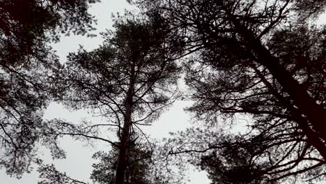 walking and looking up at pine trees against cloudy sky