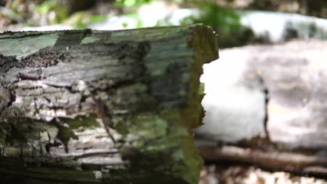 felled trees in forest