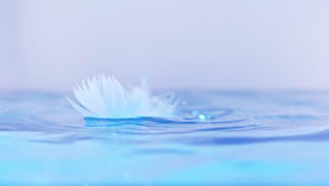 the bird's feather fell on the water surface lightness and tenderness of the fall with slow motion sense
