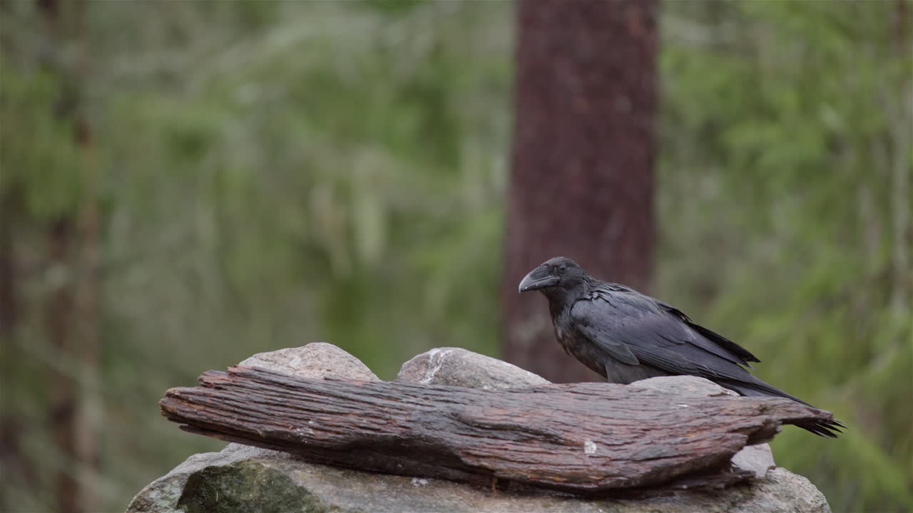 vista de perfil en primer plano del cuervo en la roca en el bosque arrancando la comida con su pico