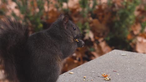 a squirrel eating in close up