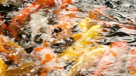 Nahaufnahme-Von-Koi-Fischen,-Die-In-Einem-Wassergarten-Schwimmen