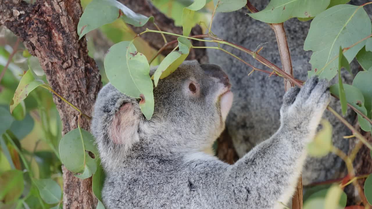 koala trepando a un árbol y comiendo hojas de eucalipto