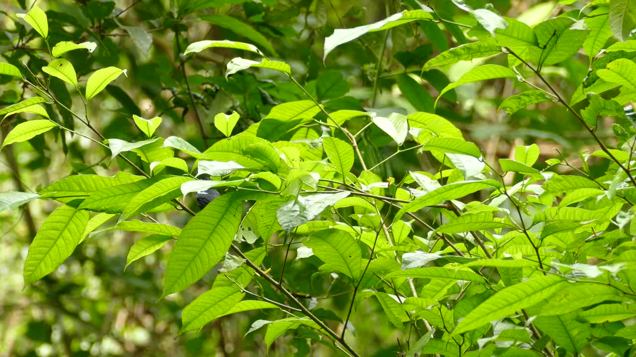 tangara de hombros blancos saltando de una rama delgada a otra en un bosque exuberante