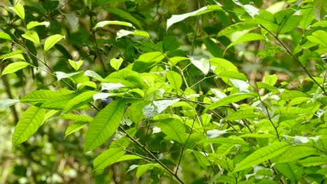 tangara de hombros blancos saltando de una rama delgada a otra en un bosque exuberante