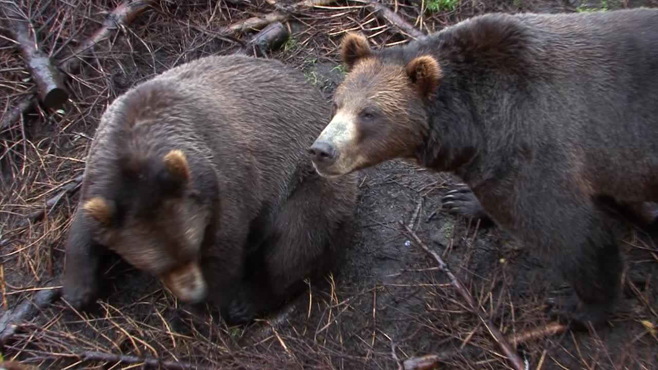 비오는 날 두 마리의 흑곰의 클로즈업 샷