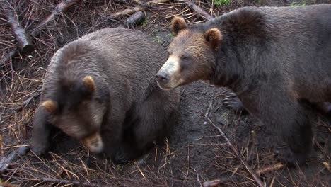 close shot of two black bears on a rainy day