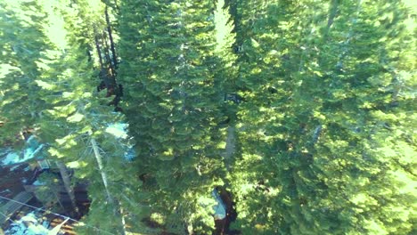 a drone footage of lake tahoe,nv, usa going in the sky along with the view of jeffrey pine trees in the basin