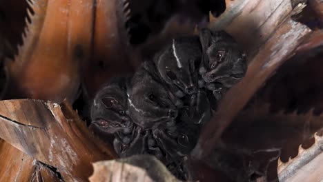 Bat Group Suddenly Awakening Under Palm Frond