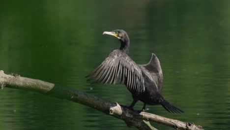 cormorant stretch and dry large wings in warm sunlight glow by pond - full shot