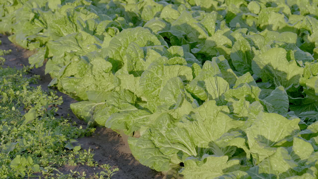 4k - cultivos siendo llovidos artificialmente