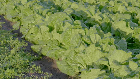 4k - crops being artificially rained