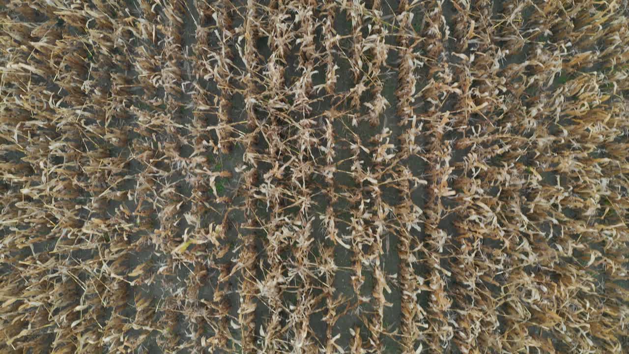 농업 분야에서 옥수수 줄기의 공중 하향식 보기