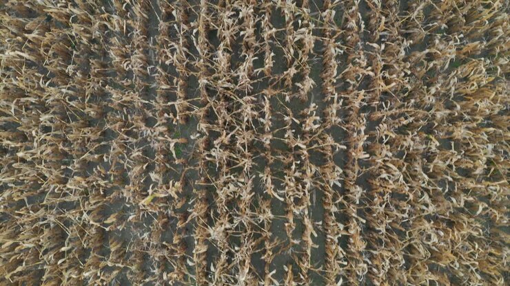 Aerial top down view of stalks of corn on a farming field